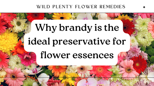 Why Brandy Is the Ideal Preservative for Flower Essences