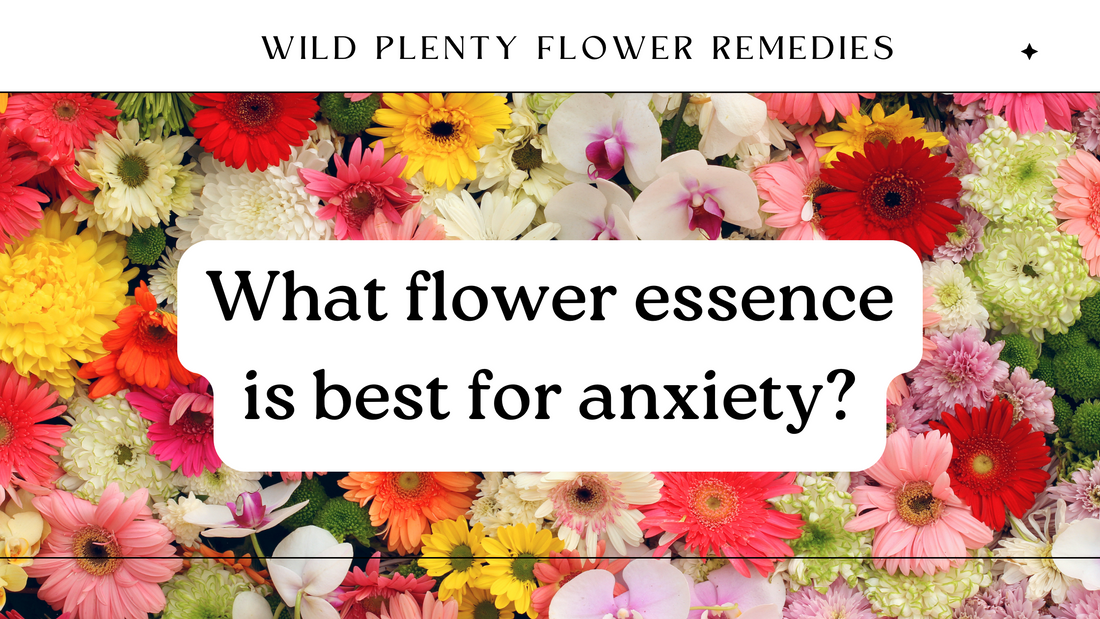 What Flower Essence is good for Anxiety?